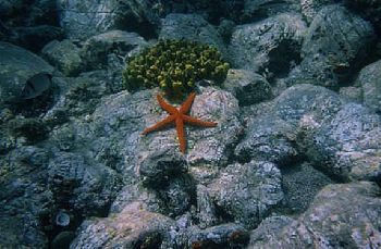The Red Seastar taken in Turkey's Saroz Bay, near Ýbrice.... by Bora Arda 